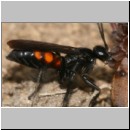 Anoplius viaticus - wegwespe-33.jpg